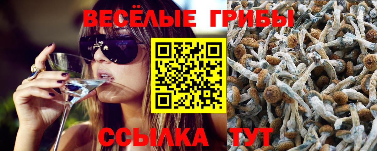 Псилоцибиновые грибы Cubensis Курчатов